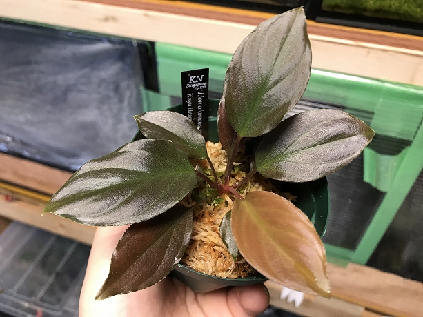 ホマロメナ Homalomena sp. Purple Kayu Hitam Kn便 – 熱帯植物.com